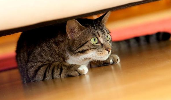 猫咪为什么在家乱窜呢