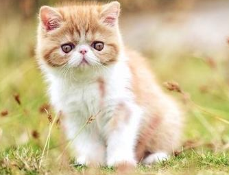 小猫最长活几年