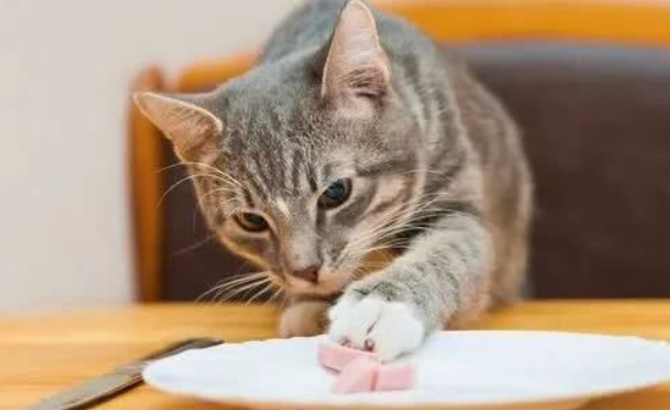 为什么猫咪恋食厌食呢