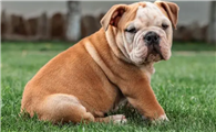 英国斗牛犬怎么选？该怎么选？