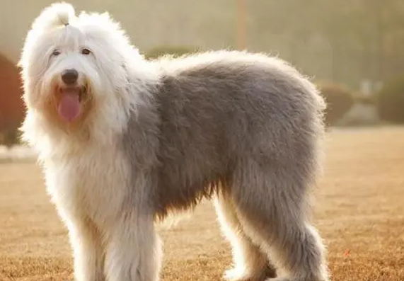 英国古代牧羊犬打喷嚏吃什么药？来了解下吧