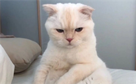 猫咪为什么要把小猫吃掉呢