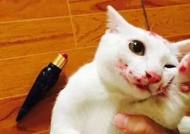 猫咪祸害东西怎么办