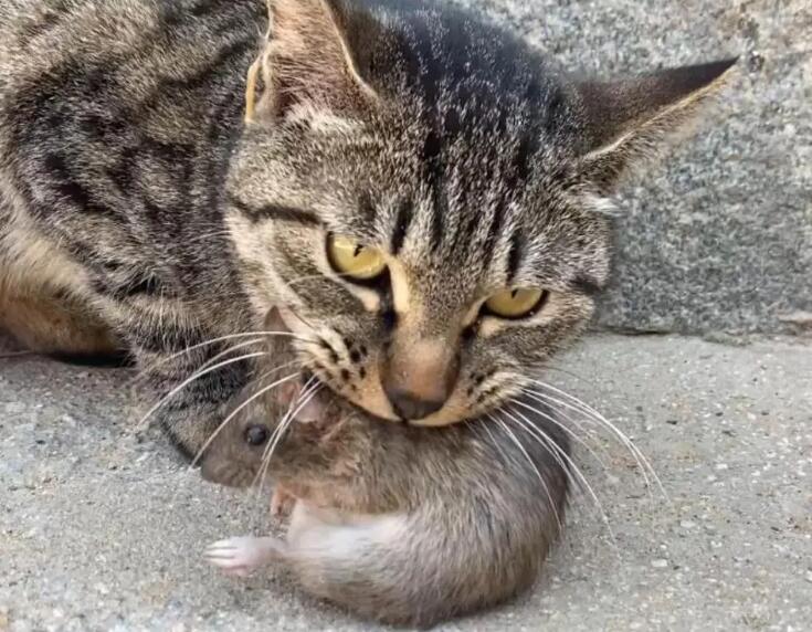 怎么训练狸花猫抓老鼠?方法在这里 怎么训练狸花猫抓老鼠?方法在这里
