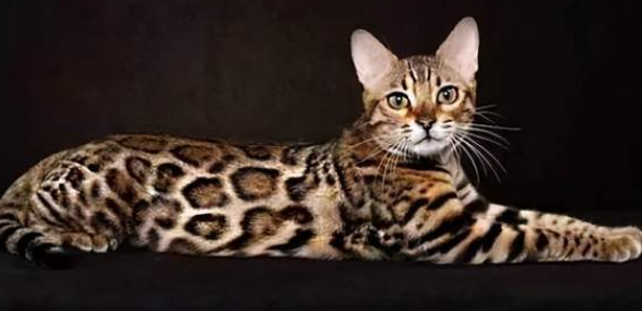豹猫多大断奶合适?看你有没有了解过。 豹猫多大断奶合适?看你有没有了解过。