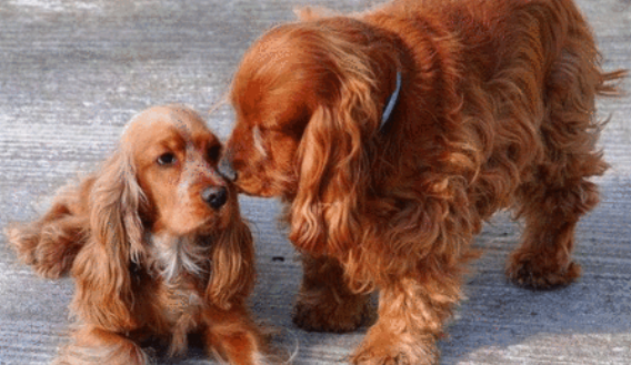 英国可卡犬怎么训练进笼?怎么才能让它听话? 英国可卡犬怎么训练进笼?怎么才能让它听话?