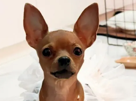小鹿犬的智商排名第几?想养的人看过来 小鹿犬的智商排名第几?想养的人看过来