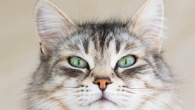 猫咪脸上为什么有V字