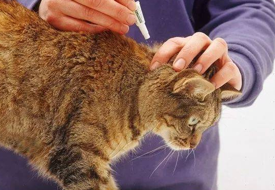 猫咪体外驱虫是为什么呢 猫咪体外驱虫是为什么呢
