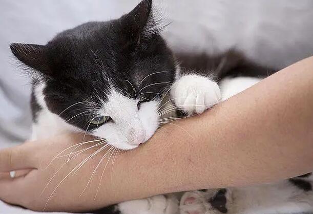 猫咪为什么要突然咬我胳膊呢 猫咪为什么要突然咬我胳膊呢