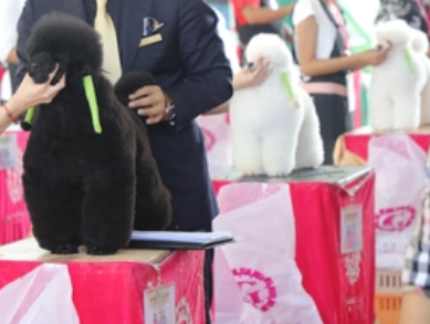 cku宠物美容师考试 cku宠物美容师考试