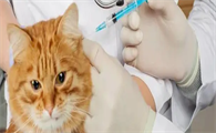 猫三联不打对主人有影响吗