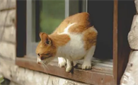 猫咪为什么跳到窗子上睡觉呢