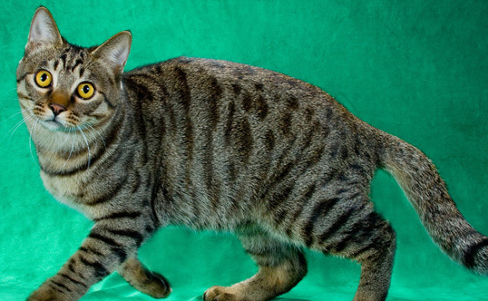 新手养猫推荐 新手养猫推荐