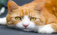 猫咪眼睛为什么有点黄色