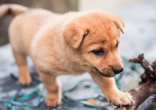 快来了解:田园犬和土狗有什么不同? 快来了解:田园犬和土狗有什么不同?