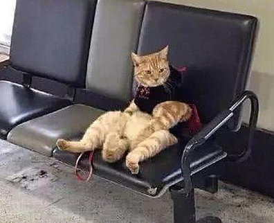 去车站接女友时,把猫咪遗忘在长椅上 去车站接女友时,把猫咪遗忘在长椅上