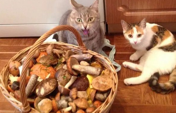 猫咪为什么怕蘑菇味道