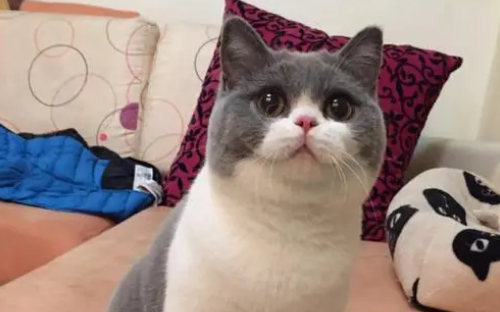 为什么宝宝天生喜欢猫咪的原因 为什么宝宝天生喜欢猫咪的原因