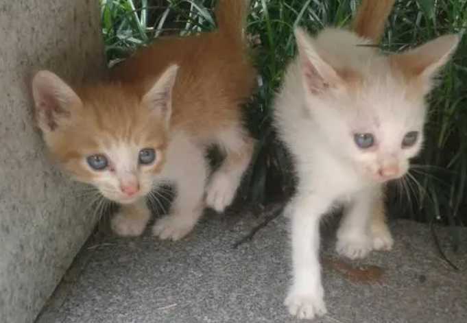 猫不见了要怎么找回来 猫不见了要怎么找回来
