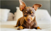 小鹿犬大便干怎么办?试试这几招