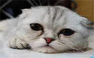 猫咪会哭吗会伤心吗
