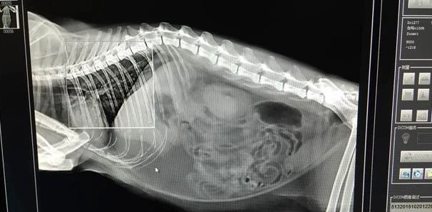 猫咪都有食道狭窄吗为什么呢 猫咪都有食道狭窄吗为什么呢