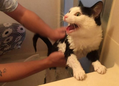 猫咪可能会打自己吗
