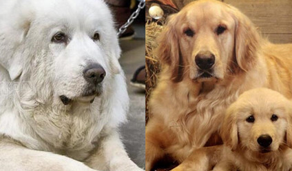 大白熊犬和金毛区别，这篇文章告诉你！