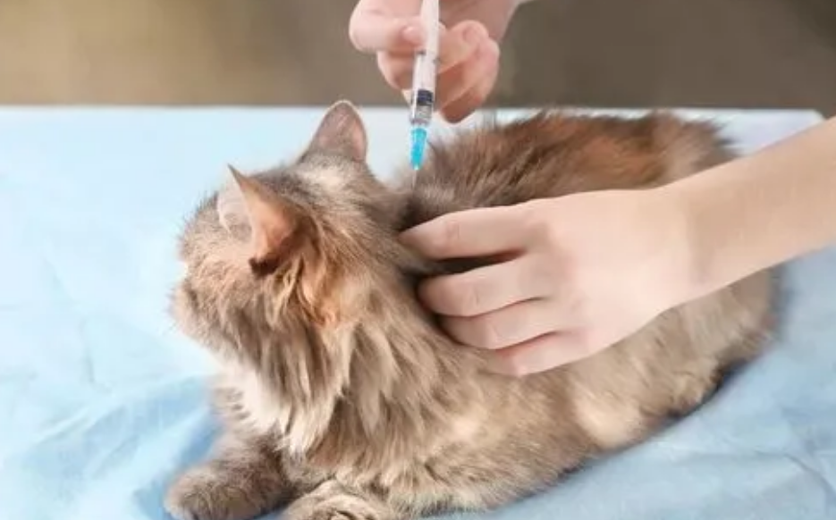 为什么土猫不用打疫苗