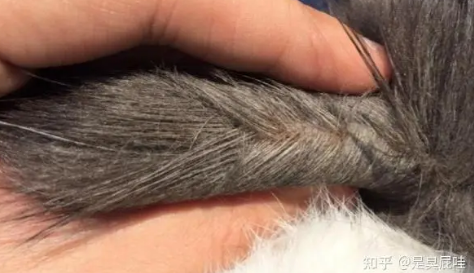 猫咪尾巴油油的怎么回事 猫咪尾巴油油的怎么回事
