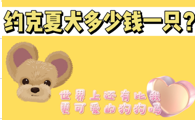 约克夏犬多少钱一只?说它最可爱你有意见吗