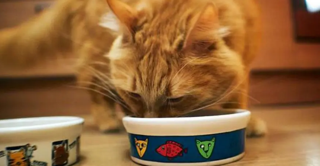 为什么兽医不让猫吃生骨肉 为什么兽医不让猫吃生骨肉