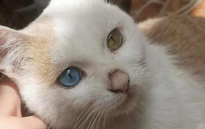 猫咪的眼睛为什么不亮 猫咪的眼睛为什么不亮