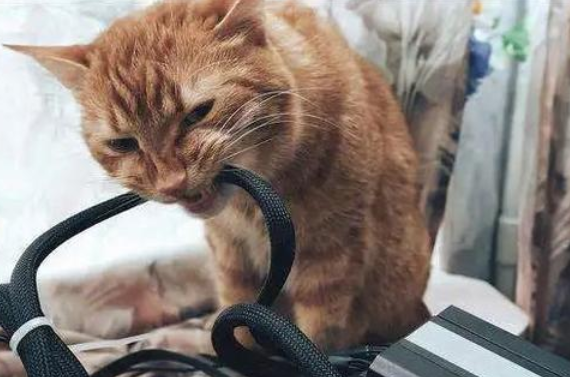 猫总啃电线怎么办