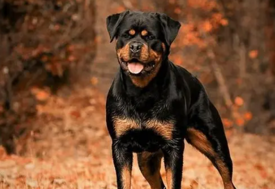 如何训练罗威纳犬坐下？具体方法是？