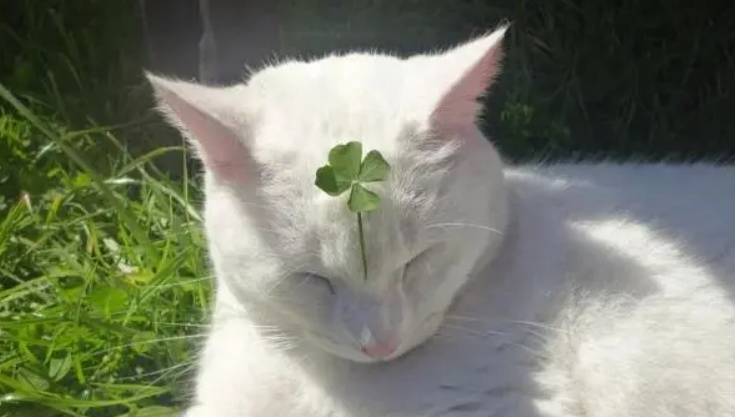 猫咪可以吃四叶草吗