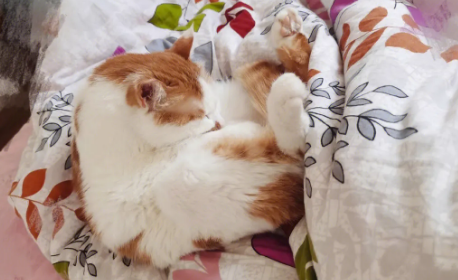 猫为什么背对着人睡觉