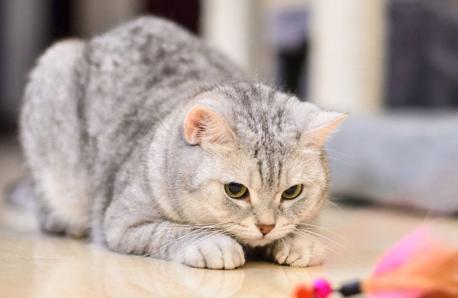 新手养猫怎么养