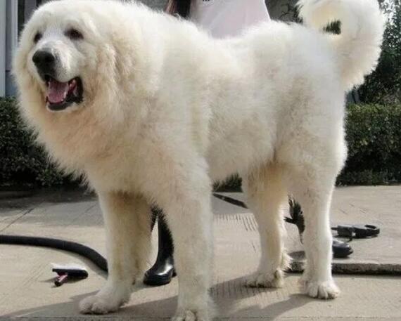如何挑选大白熊犬？有人知道吗？