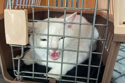 宠物猫火车托运大概要多少钱