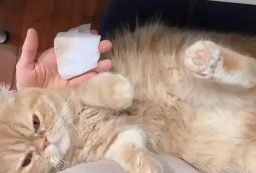 猫咪坐月子注意事项