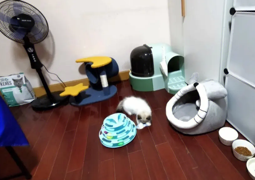 小房间能养猫吗