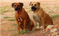 罗得西亚脊背犬拉肚子吃什么？主人来看看