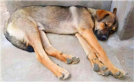 中华田园犬吃什么？一起来看看