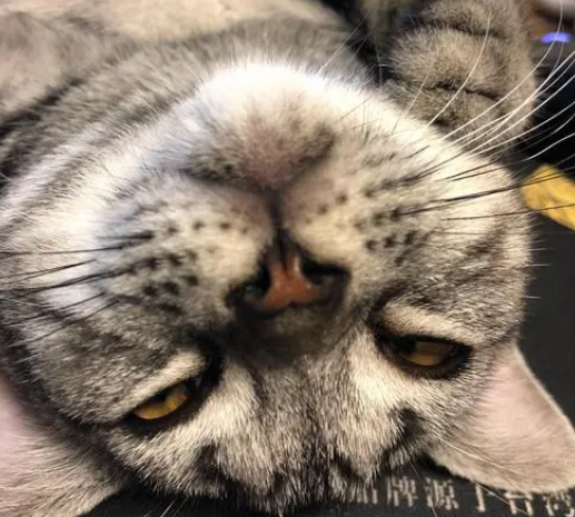 猫眼睛睁着可能是假死吗