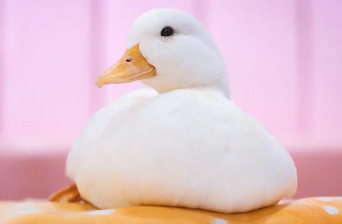鸭子的弱点是什么