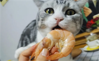 猫咪为什么爱吃虾壳