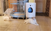 怎样养猫家里才干净不臭