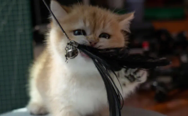 逗猫棒可以一直给猫玩吗